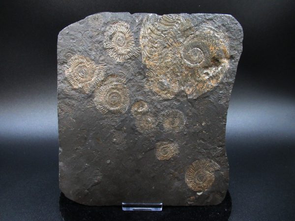 Genuine Jurassic Holzmaden Ammonite Fossil for Sale from Germany #30