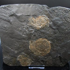 Genuine Jurassic Holzmaden Ammonite Fossil for Sale from Germany #31