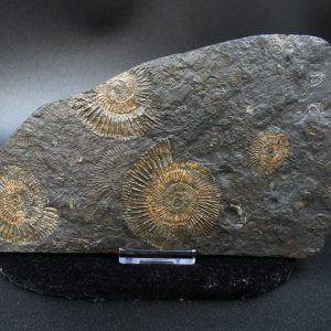 Genuine Jurassic Holzmaden Ammonite Fossil for Sale from Germany #32