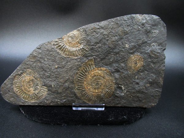 Genuine Jurassic Holzmaden Ammonite Fossil for Sale from Germany #32