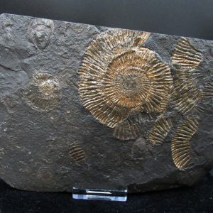 Genuine Jurassic Holzmaden Ammonite Fossil for Sale from Germany #33