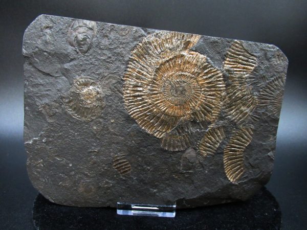 Genuine Jurassic Holzmaden Ammonite Fossil for Sale from Germany #33