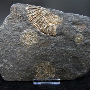 Genuine Jurassic Holzmaden Ammonite Fossil for Sale from Germany #34