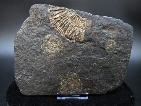 Genuine Jurassic Holzmaden Ammonite Fossil for Sale from Germany #34