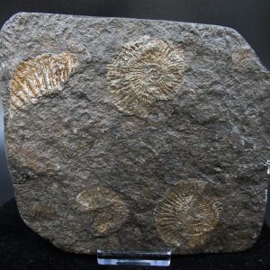 Genuine Jurassic Holzmaden Ammonite Fossil for Sale from Germany #35