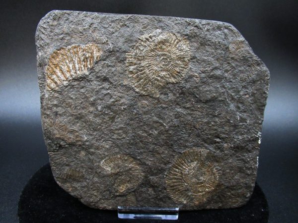 Genuine Jurassic Holzmaden Ammonite Fossil for Sale from Germany #35