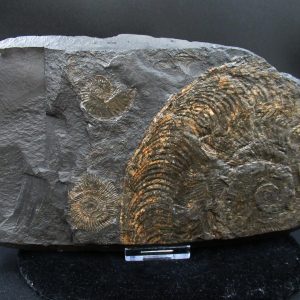 Genuine Jurassic Holzmaden Ammonite Fossil for Sale from Germany #36