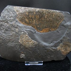 Genuine Jurassic Holzmaden Ammonite Fossil for Sale from Germany #37