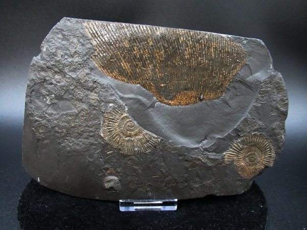 Genuine Jurassic Holzmaden Ammonite Fossil for Sale from Germany #37