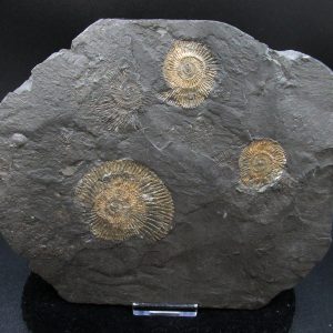 Genuine Jurassic Holzmaden Ammonite Fossil for Sale from Germany #38