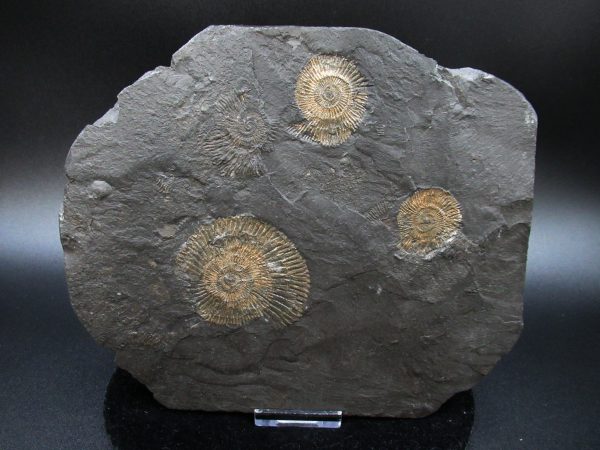 Genuine Jurassic Holzmaden Ammonite Fossil for Sale from Germany #38