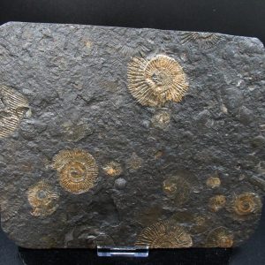 Genuine Jurassic Holzmaden Ammonite Fossil for Sale from Germany #39