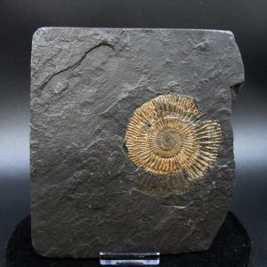 Genuine Jurassic Holzmaden Ammonite Fossil for Sale from Germany #40