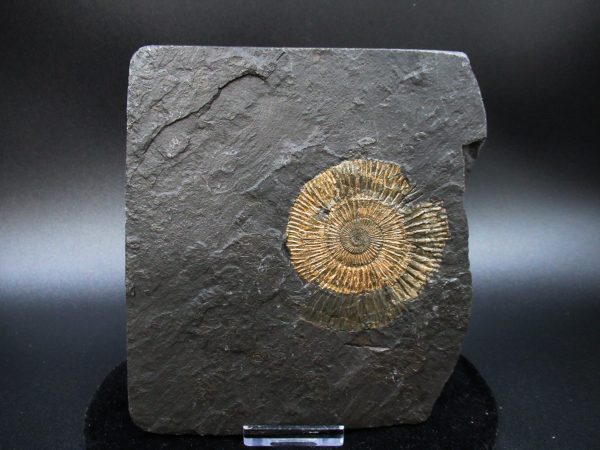 Genuine Jurassic Holzmaden Ammonite Fossil for Sale from Germany #40