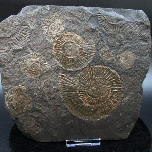 Genuine Jurassic Holzmaden Ammonite Fossil for Sale from Germany #41