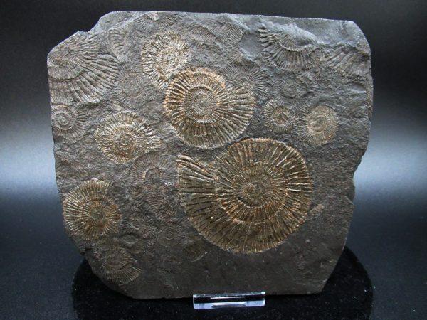 Genuine Jurassic Holzmaden Ammonite Fossil for Sale from Germany #41