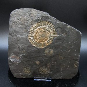 Genuine Jurassic Holzmaden Ammonite Fossil for Sale from Germany #42