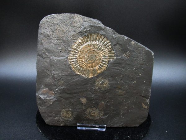 Genuine Jurassic Holzmaden Ammonite Fossil for Sale from Germany #42