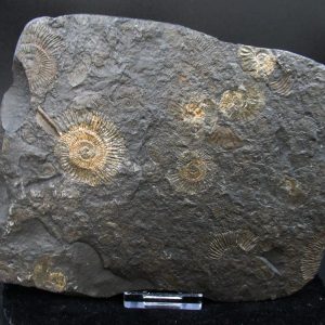 Genuine Jurassic Holzmaden Ammonite Fossil for Sale from Germany #43