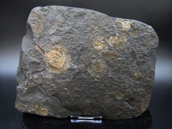 Genuine Jurassic Holzmaden Ammonite Fossil for Sale from Germany #43