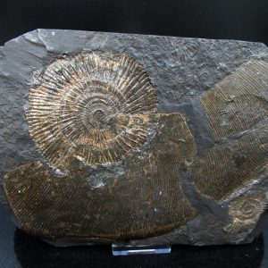 Genuine Jurassic Holzmaden Ammonite Fossil for Sale from Germany #44