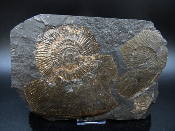 Genuine Jurassic Holzmaden Ammonite Fossil for Sale from Germany #44