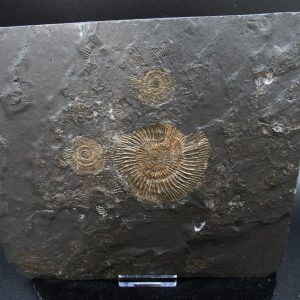 Genuine Jurassic Holzmaden Ammonite Fossil for Sale from Germany #45