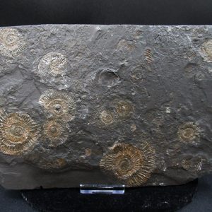 Genuine Jurassic Holzmaden Ammonite Fossil for Sale from Germany #46