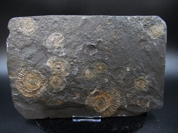 Genuine Jurassic Holzmaden Ammonite Fossil for Sale from Germany #46