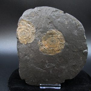 Genuine Jurassic Holzmaden Ammonite Fossil for Sale from Germany #47