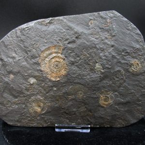 Genuine Jurassic Holzmaden Ammonite Fossil for Sale from Germany #48