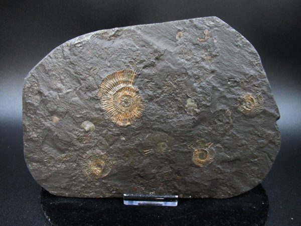 Genuine Jurassic Holzmaden Ammonite Fossil for Sale from Germany #48