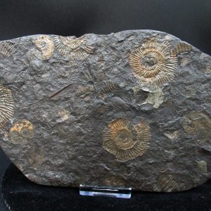 Genuine Jurassic Holzmaden Ammonite Fossil for Sale from Germany #49