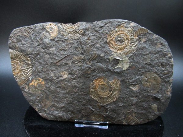 Genuine Jurassic Holzmaden Ammonite Fossil for Sale from Germany #49