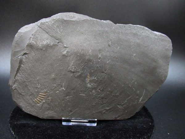 Genuine Jurassic Holzmaden Ammonite Fossil for Sale from Germany #49a