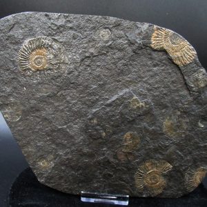 Genuine Jurassic Holzmaden Ammonite Fossil for Sale from Germany #50