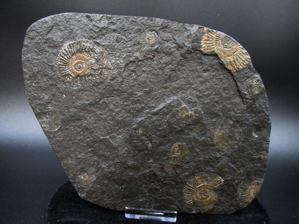 Genuine Jurassic Holzmaden Ammonite Fossil for Sale from Germany #50