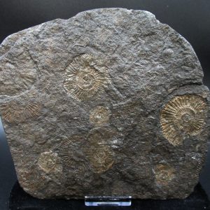 Genuine Jurassic Holzmaden Ammonite Fossil for Sale from Germany #51