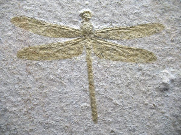 Genuine Jurassic Age Solnhofen Limestone Dragonfly Fossils for Sale from Germany #24a