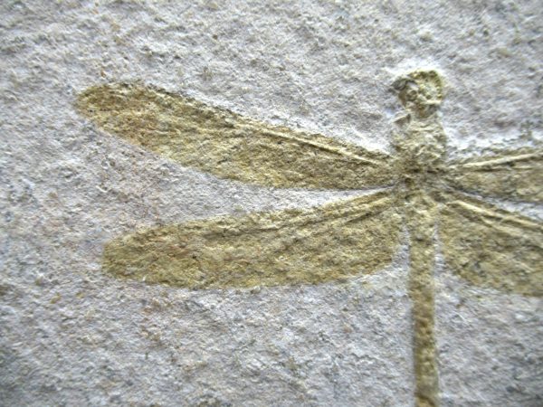 Genuine Jurassic Age Solnhofen Limestone Dragonfly Fossils for Sale from Germany #24b