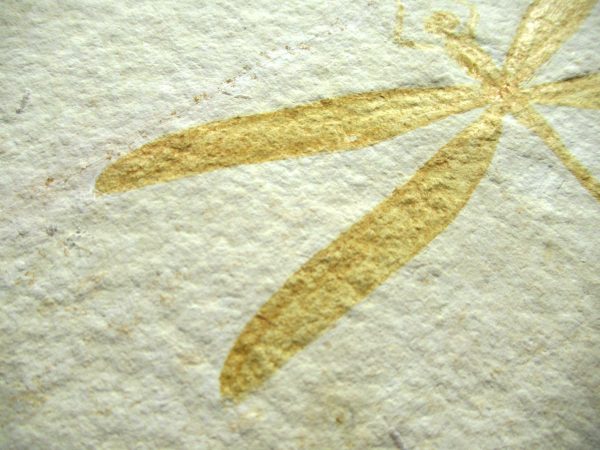 Genuine Jurassic Age Solnhofen Limestone Dragonfly Fossils for Sale from Germany #25b