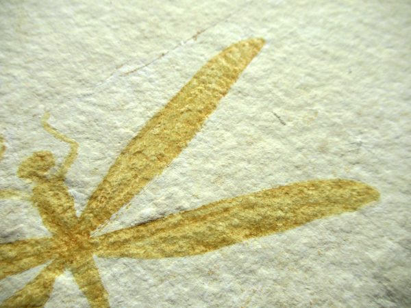 Genuine Jurassic Age Solnhofen Limestone Dragonfly Fossils for Sale from Germany #25c