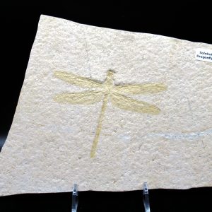 Genuine Jurassic Age Solnhofen Limestone Dragonfly Fossils for Sale from Germany #26