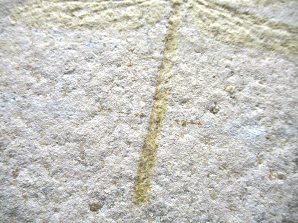 Genuine Jurassic Age Solnhofen Limestone Dragonfly Fossils for Sale from Germany #26d