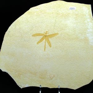 Genuine Jurassic Age Solnhofen Limestone Dragonfly Fossils for Sale from Germany #27