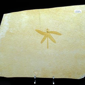 Genuine Jurassic Age Solnhofen Limestone Dragonfly Fossils for Sale from Germany #28