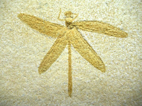 Genuine Jurassic Age Solnhofen Limestone Dragonfly Fossils for Sale from Germany #28a