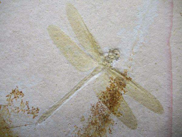 Genuine Jurassic Age Solnhofen Limestone Dragonfly Fossils for Sale from Germany #29a