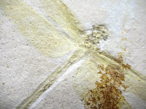 Genuine Jurassic Age Solnhofen Limestone Dragonfly Fossils for Sale from Germany #29d