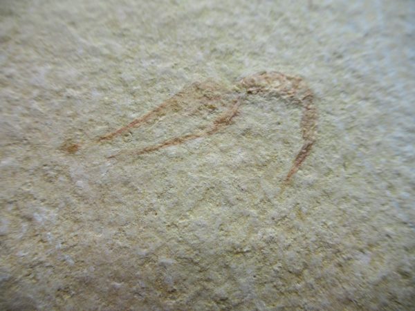 Genuine Jurassic Age Solnhofen Limestone Crayfish Fossils for Sale from Germany #1a